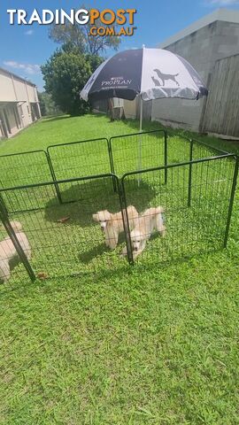 Toy Poodles puppies 5 months old