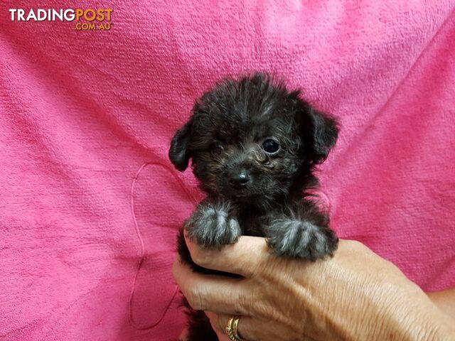 Chihuahua x Toy Poodle puppies at Puppy Pad   Chipoos