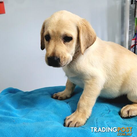 Labrador puppies male and female