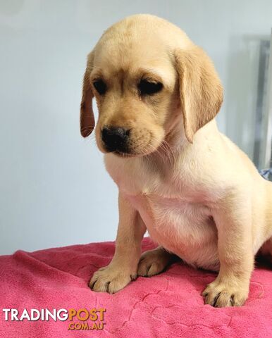 Labrador puppies male and female