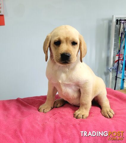 Labrador puppies male and female