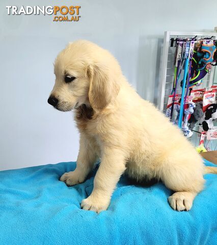 Labrador puppies male and female