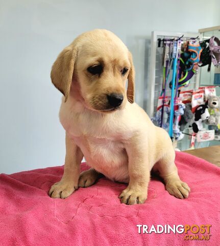 Labrador puppies male and female