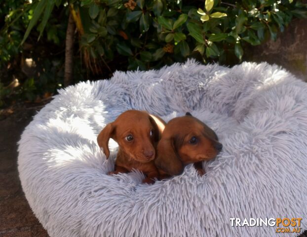 Mini Dachshund puppies male & female