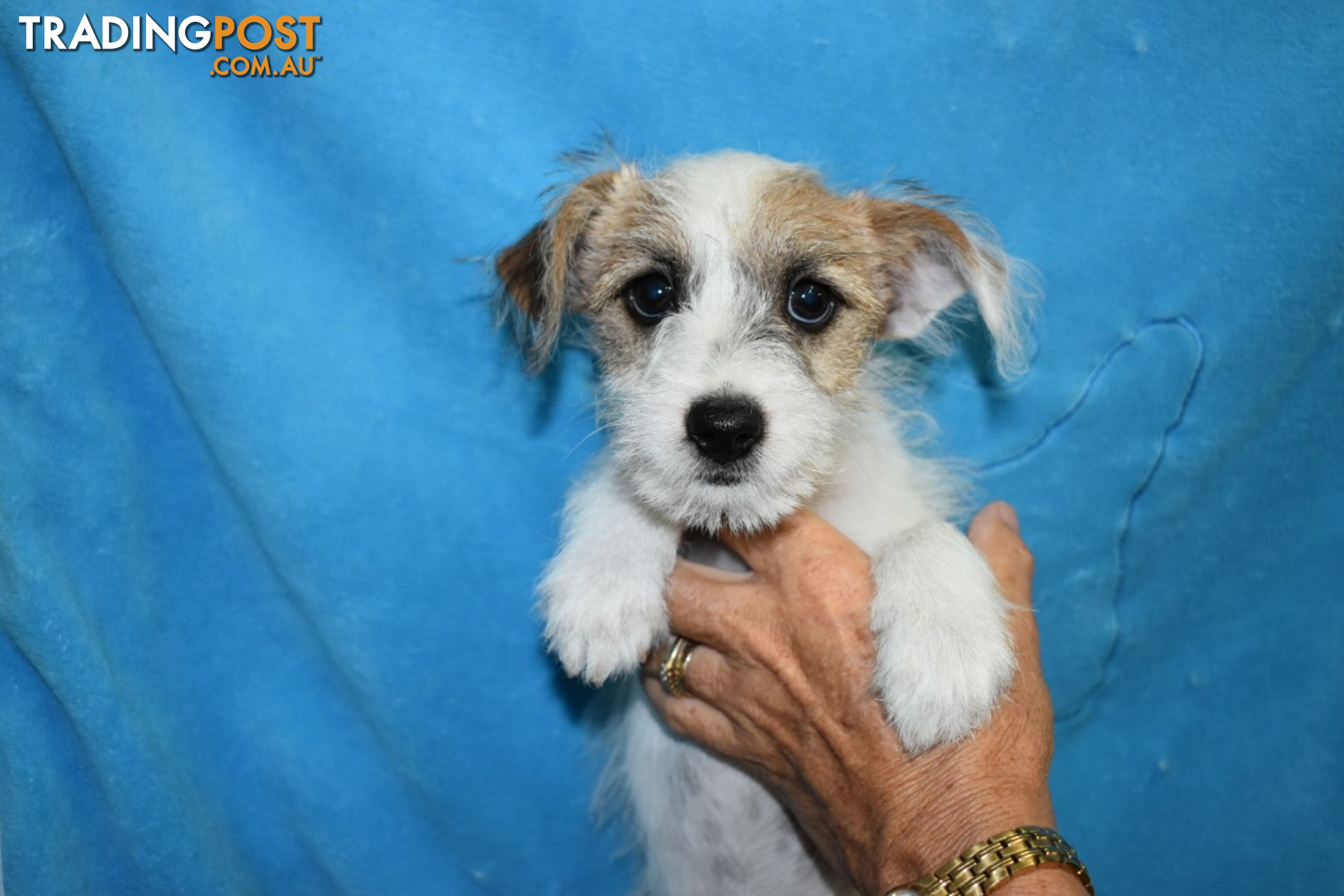 Maltese x Foxy puppies at Puppy Pad