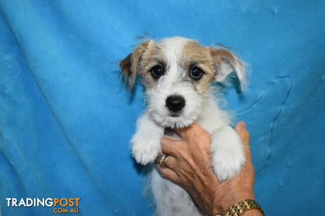 Maltese x Foxy puppies at Puppy Pad