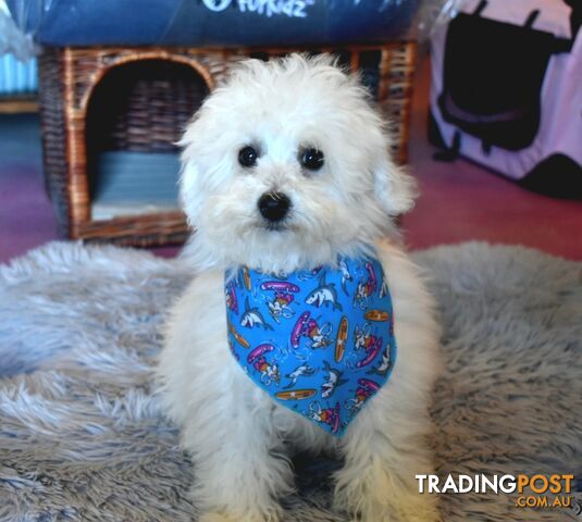 Bichon Frise puppies pure bred male and female