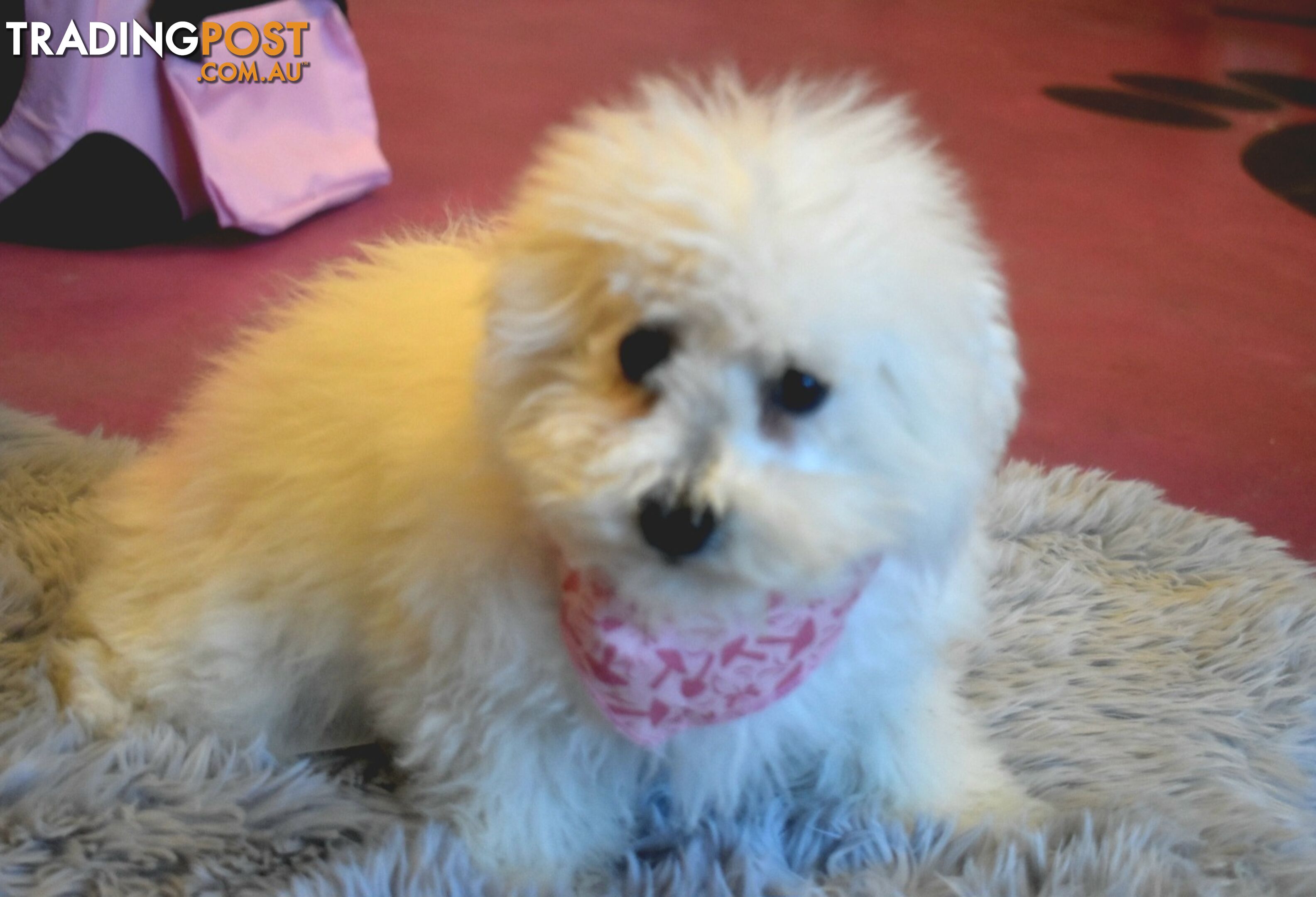 Bichon Frise puppies pure bred male and female