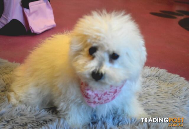 Bichon Frise puppies pure bred male and female