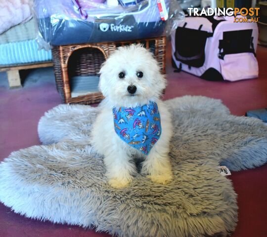 Bichon Frise puppies pure bred male and female