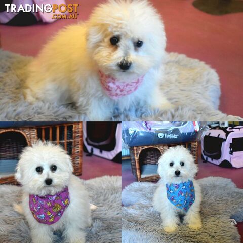 Bichon Frise puppies pure bred male and female