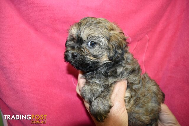 Shih Tzu x Toy Poodle puppies at Puppy Pad ()