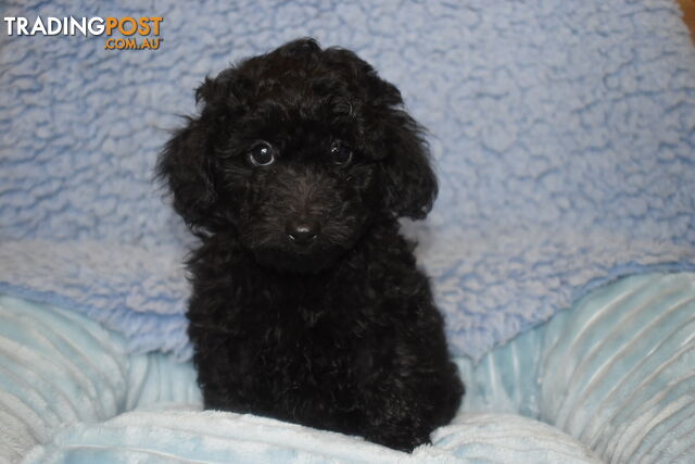 Cairn Terrier x Toy Poodle puppies