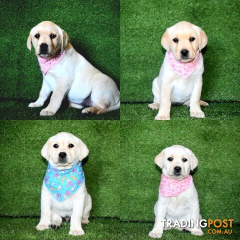 Labrador puppies pure bred male and female