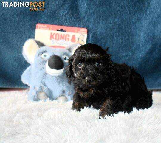 Cairn Terrier x Toy Poodle puppies