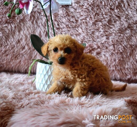 Cairn Terrier x Toy Poodle puppies