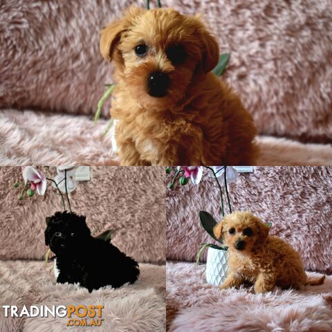 Cairn Terrier x Toy Poodle puppies