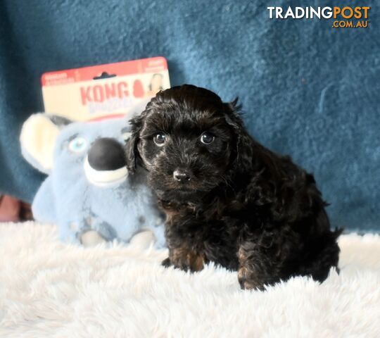 Cairn Terrier x Toy Poodle puppies