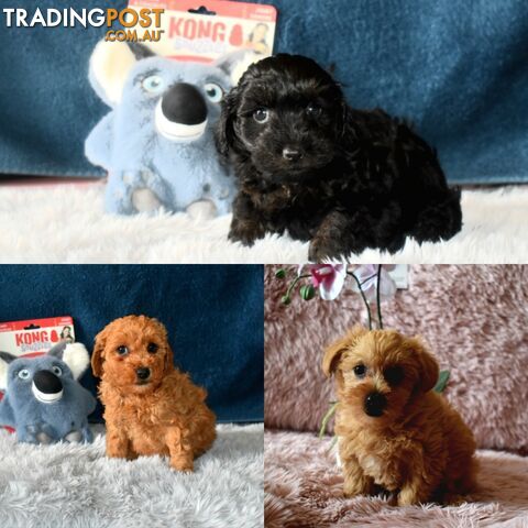 Cairn Terrier x Toy Poodle puppies