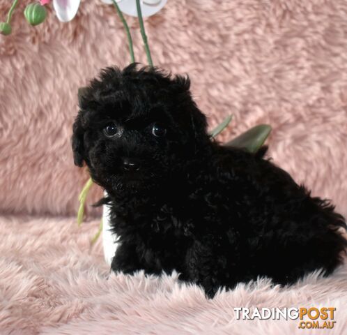 Cairn Terrier x Toy Poodle puppies