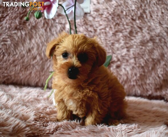 Cairn Terrier x Toy Poodle puppies