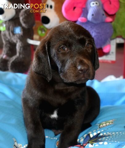 Labrador puppies, male Chocolate lab puppies.