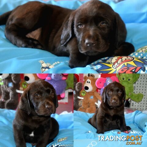 Labrador puppies, male Chocolate lab puppies.