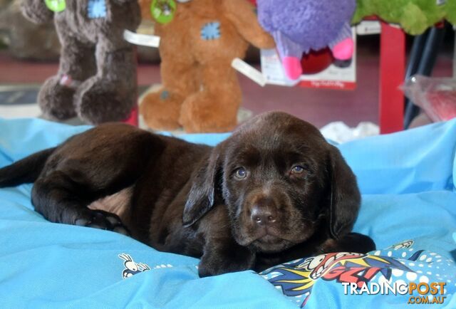 Labrador puppies, male Chocolate lab puppies.