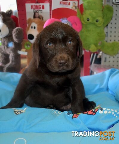 Labrador puppies, male Chocolate lab puppies.