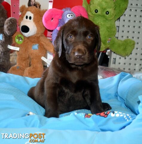 Labrador puppies, male Chocolate lab puppies.