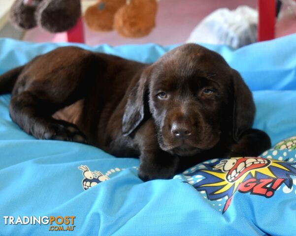 Labrador puppies, male Chocolate lab puppies.