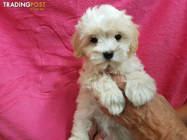 Maltese-x-Toy-Poodle-puppies-at-Puppy-Pad-Moodles