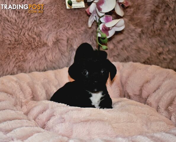 Jack Russell x Pug puppies  Jug pups'