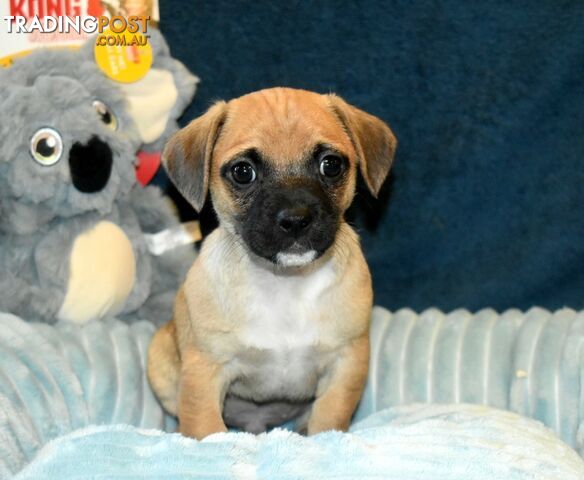 Jack Russell x Pug puppies  Jug pups'