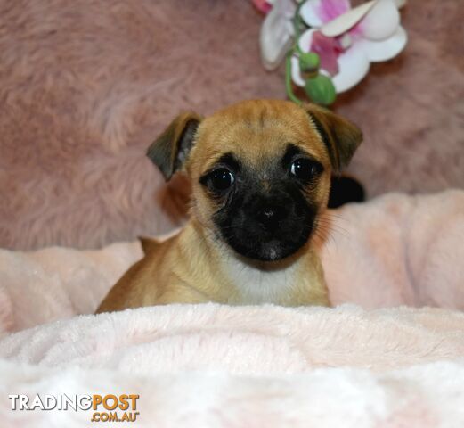 Jack Russell x Pug puppies  Jug pups'