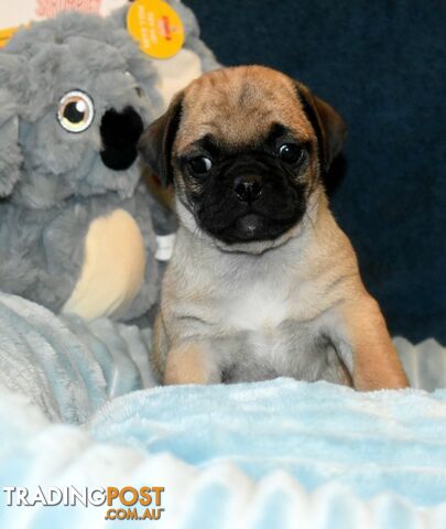 Jack Russell x Pug puppies  Jug pups'