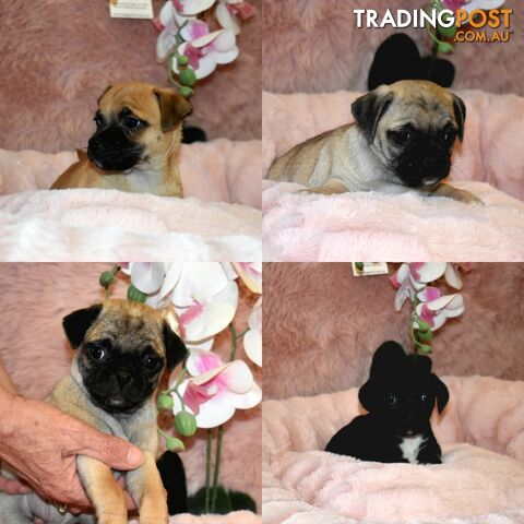 Jack Russell x Pug puppies  Jug pups'