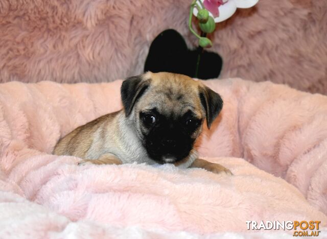 Jack Russell x Pug puppies  Jug pups'