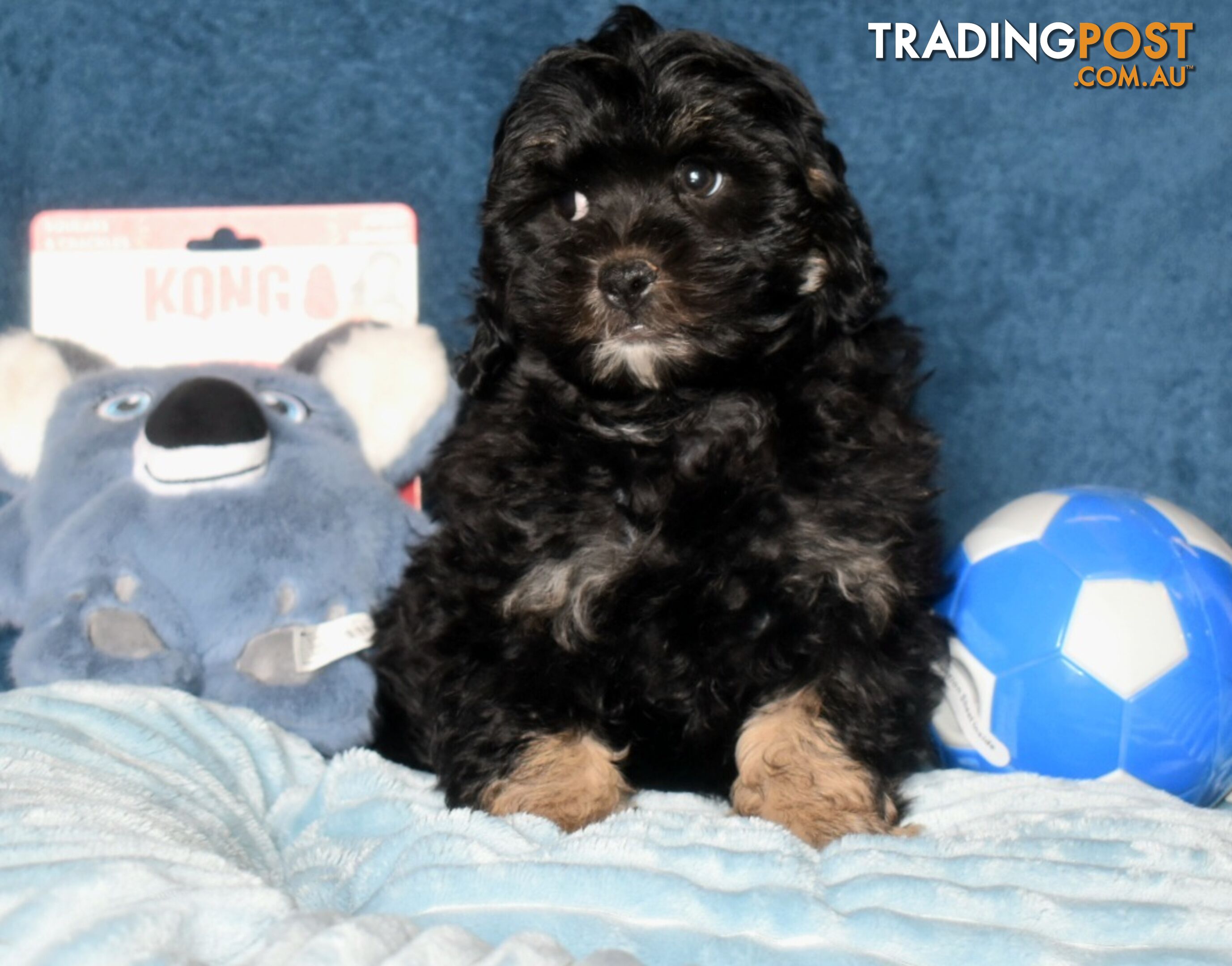 Shih Tzu x Toy Poodle puppies male and female