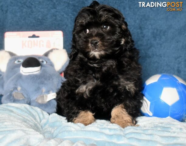 Shih Tzu x Toy Poodle puppies male and female