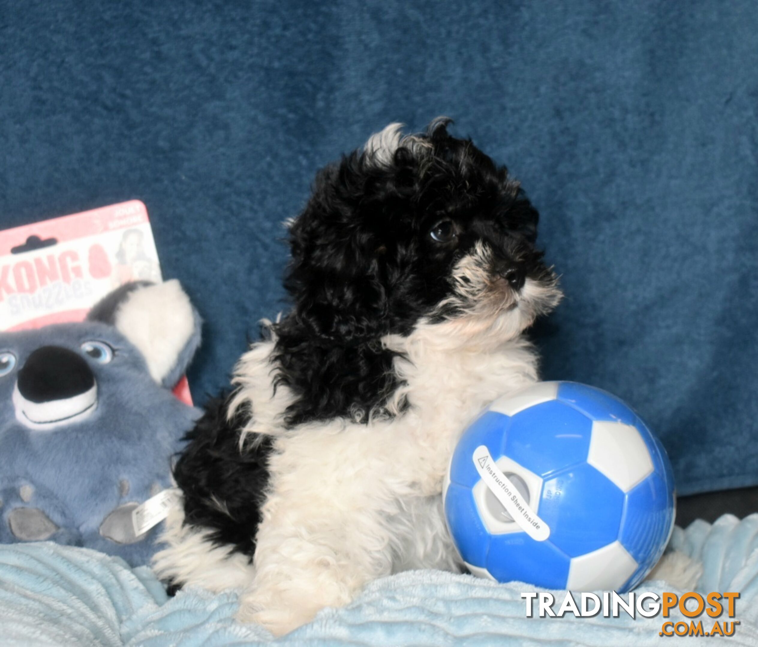 Shih Tzu x Toy Poodle puppies male and female