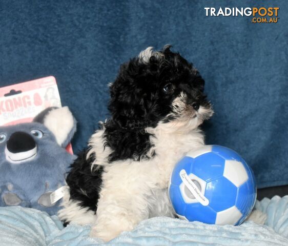 Shih Tzu x Toy Poodle puppies male and female