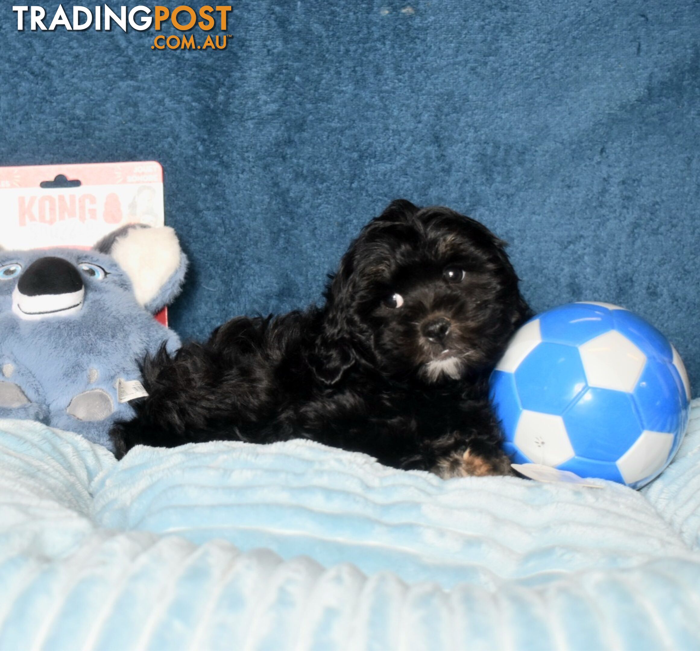 Shih Tzu x Toy Poodle puppies male and female