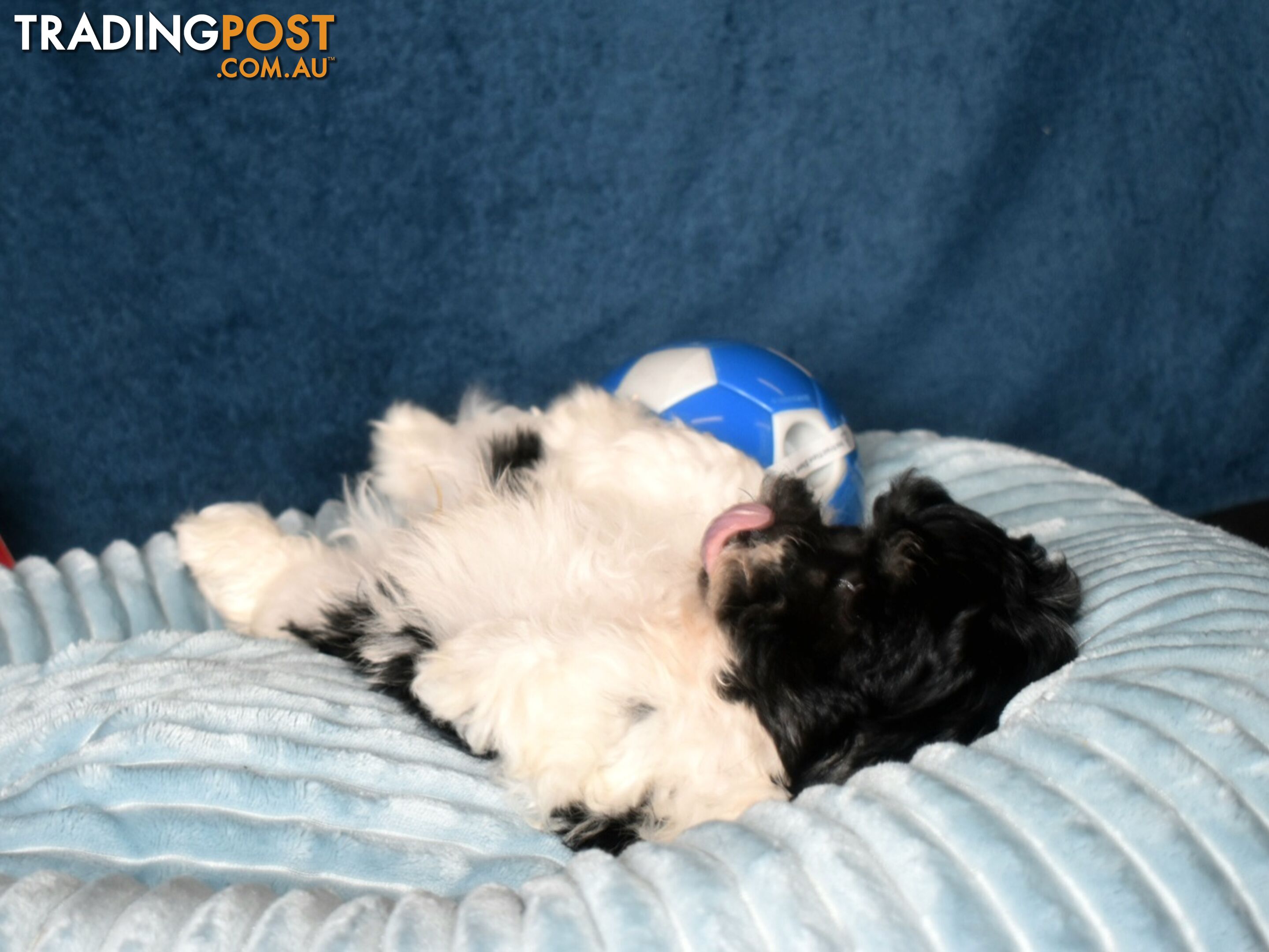 Shih Tzu x Toy Poodle puppies male and female