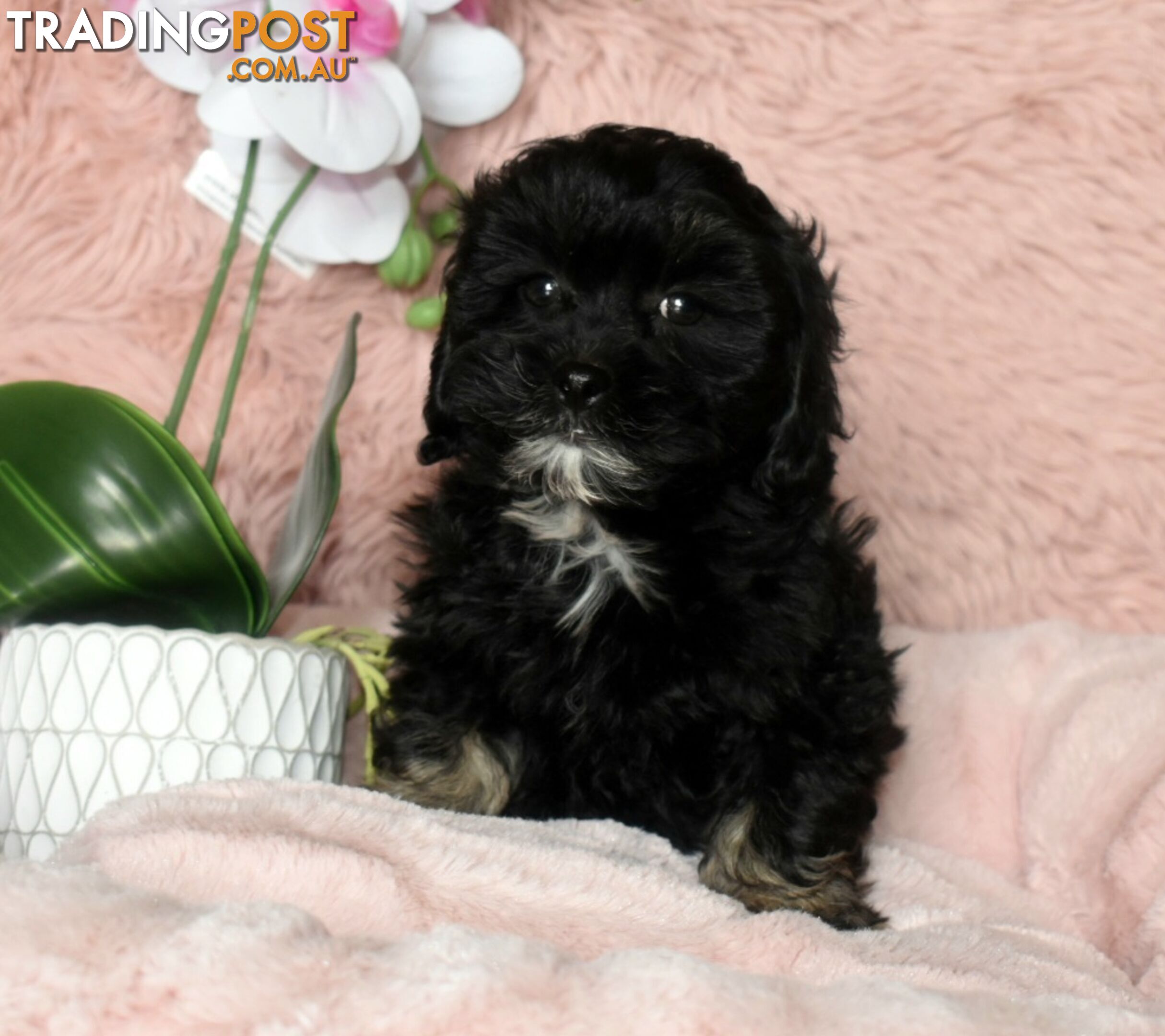 Shih Tzu x Toy Poodle puppies male and female