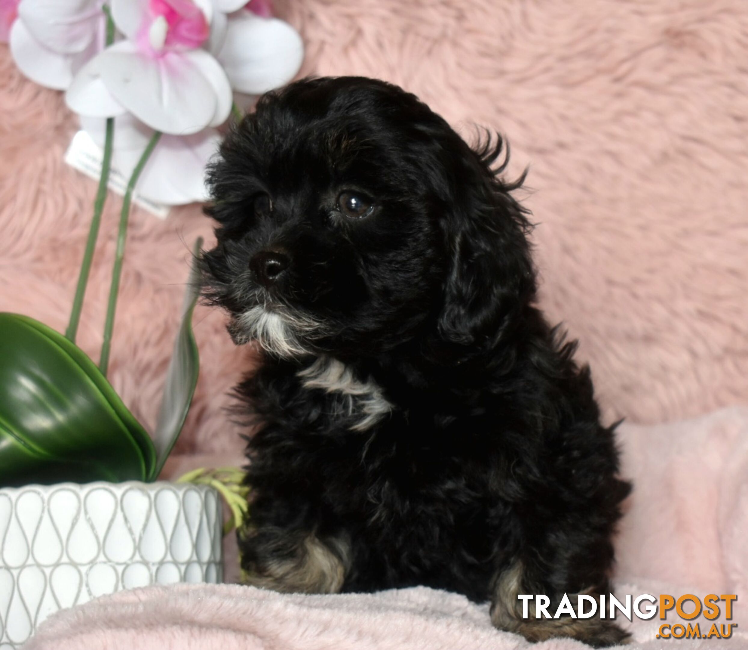 Shih Tzu x Toy Poodle puppies male and female