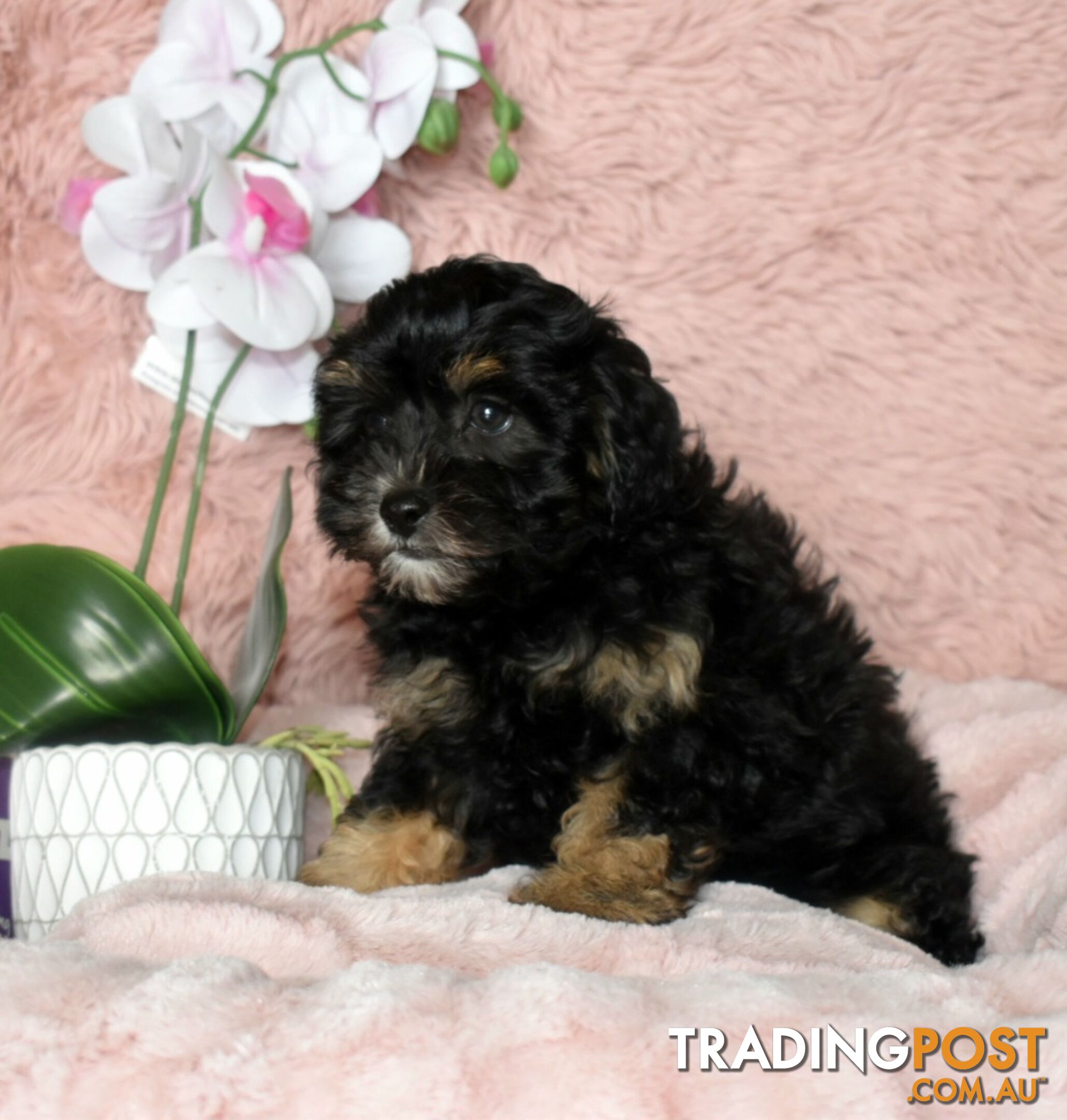 Shih Tzu x Toy Poodle puppies male and female