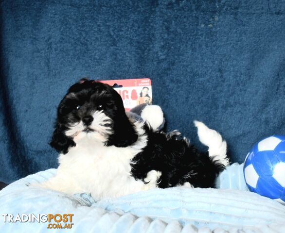 Shih Tzu x Toy Poodle puppies male and female