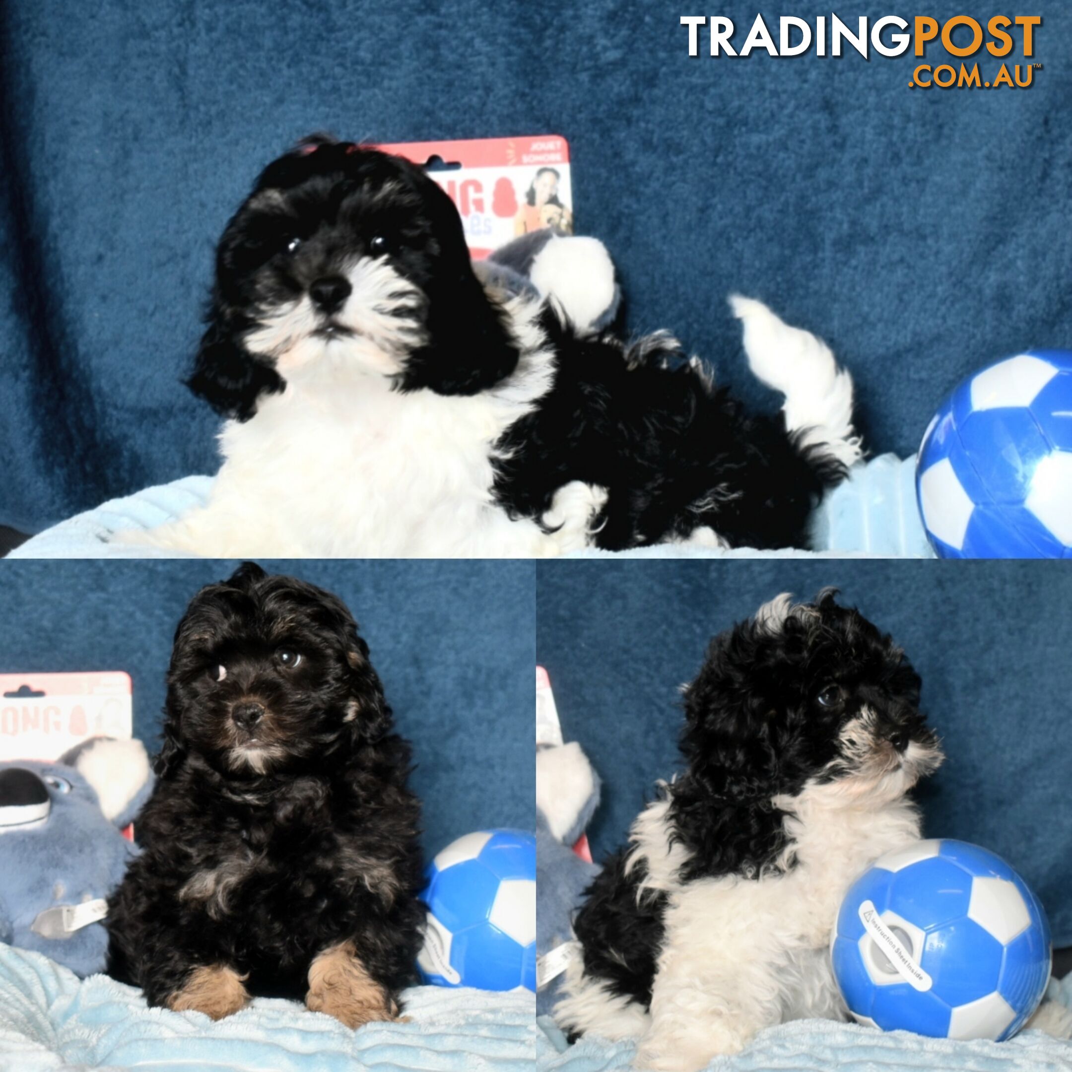 Shih Tzu x Toy Poodle puppies male and female