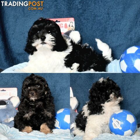 Shih Tzu x Toy Poodle puppies male and female